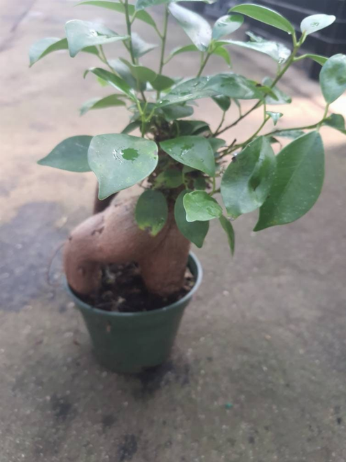 Ficus Ginseng House Plant