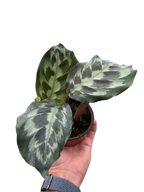 Calathea 'Kennedy'