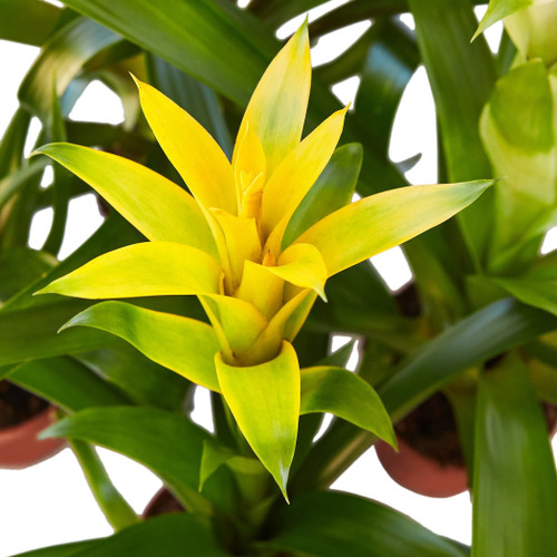Guzmania Bromeliads - Live Plants