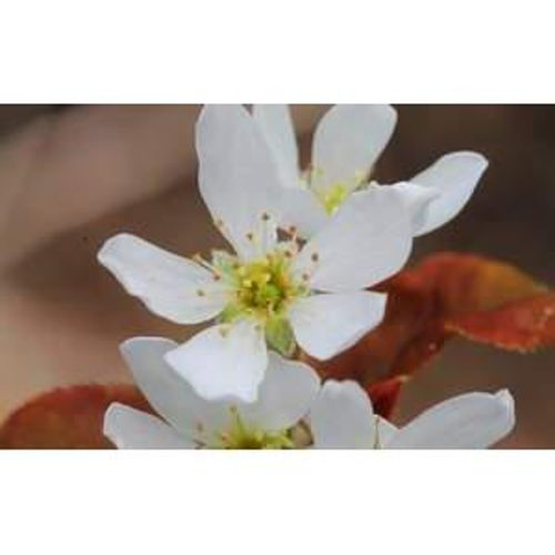 Serviceberry, Alleghney Tree 