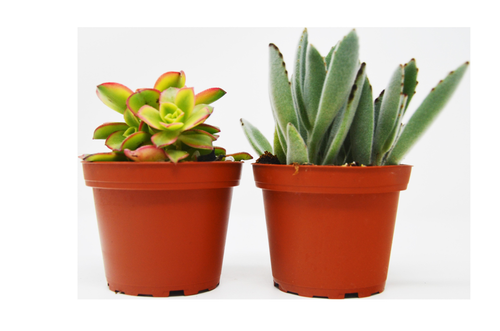 4 Inch Succulent Variety Packs