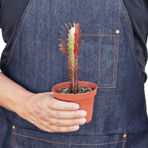 Euphorbia 'Trigona Rubra'