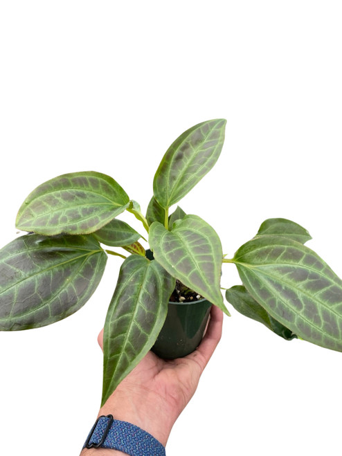 Monolena 'Primuliflora'