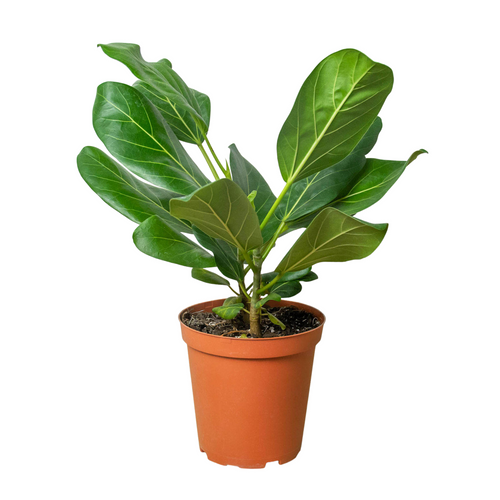 Ficus 'Audrey'