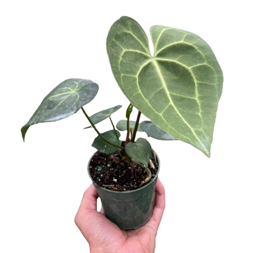 Anthurium 'Pterodactyl'
