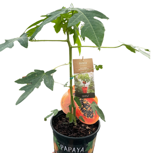 Papaya Tree