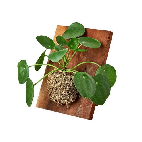 Pilea Peperomioides 'Chinese Money' on Wood