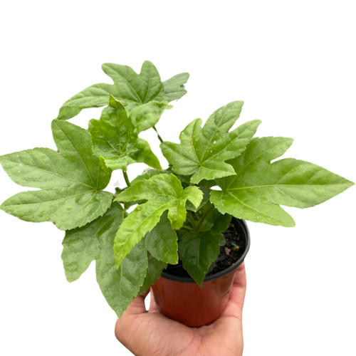 Fatsia 'Japonica'