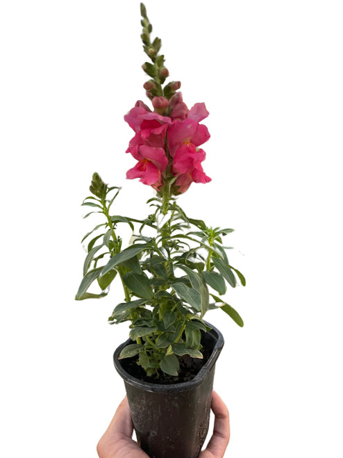 SnapDragon