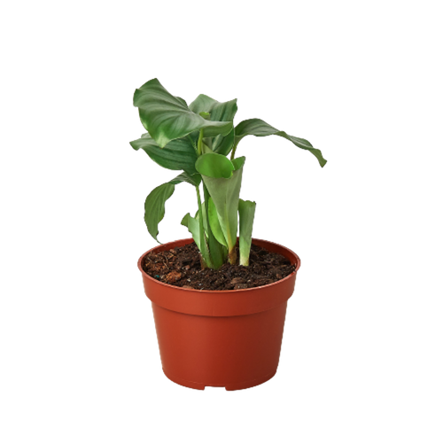 Calathea 'Orbifolia' 4 Inch Pot
