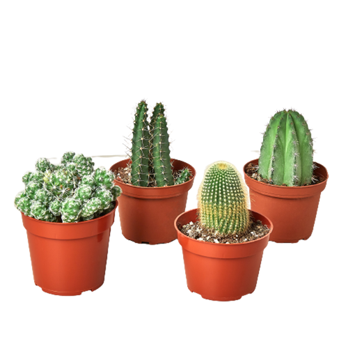 4 Cacti Variety Pack - 4.0" Pot