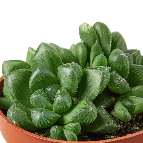 Succulent Haworthia 'Cooperi'