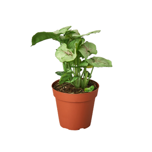 Syngonium Roxanna - 4" Pot