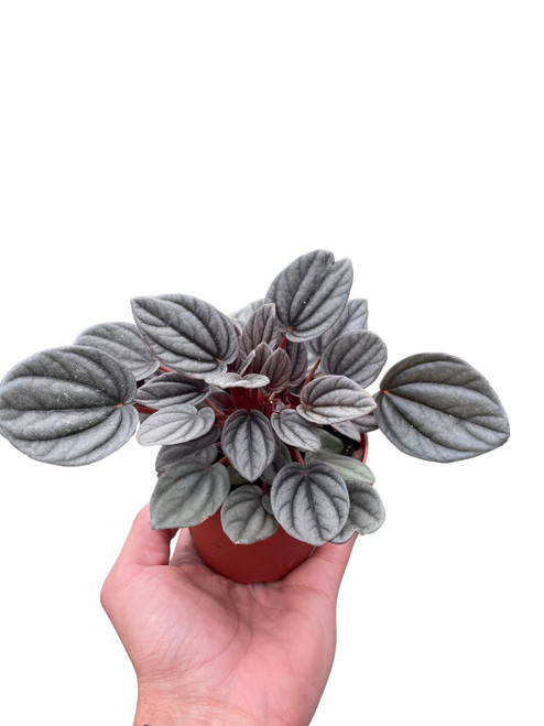 Peperomia 'Mendoza'