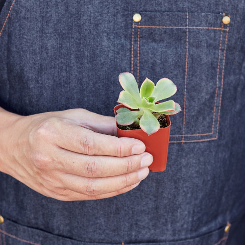 2 Inch Succulent Variety Packs