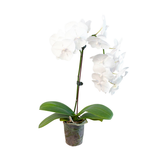 Orchid 'White Phalaenopsis'