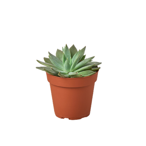 Succulent Pachyveria Glauca 'Little Jewel'