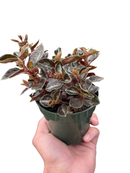 Peperomia 'Metallica'