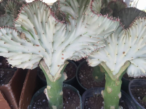 Coral Cactus Mermaid Tail 4" Live Plant