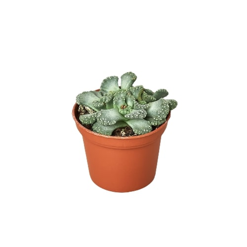 Titanopsis 'Concrete Leaf' 