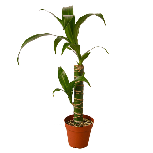 Dracaena 'Elegance'
