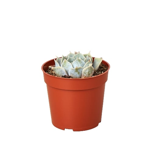Succulent Echeveria 'Lilicana'