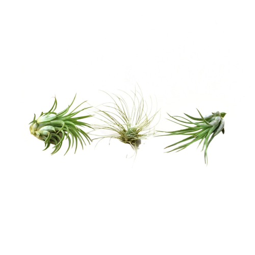 Air Plant 3 Pack - Three Air Plant Varieties