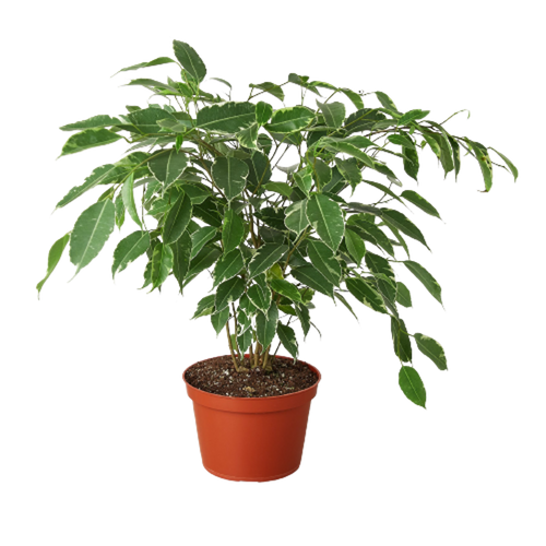 Ficus 'Breeze' 
