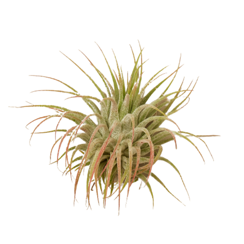 Tillandsia Air Plant Ionantha Guatemala