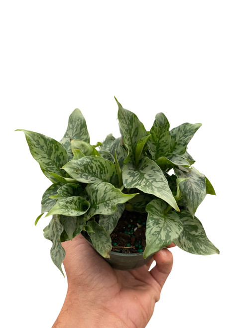 Schismatoglottis 'Thailand'