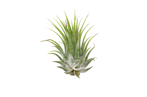 Tillandsia Air Plant Ionantha 