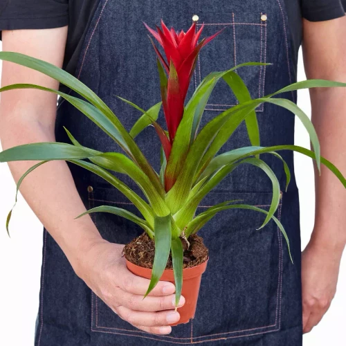 Bromeliad Guzmania 'Red'