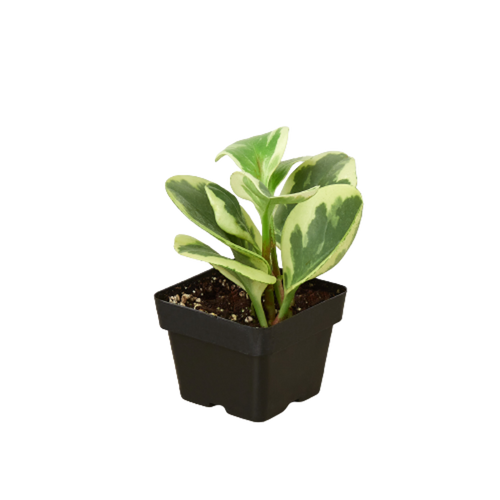 Peperomia 'Marble'