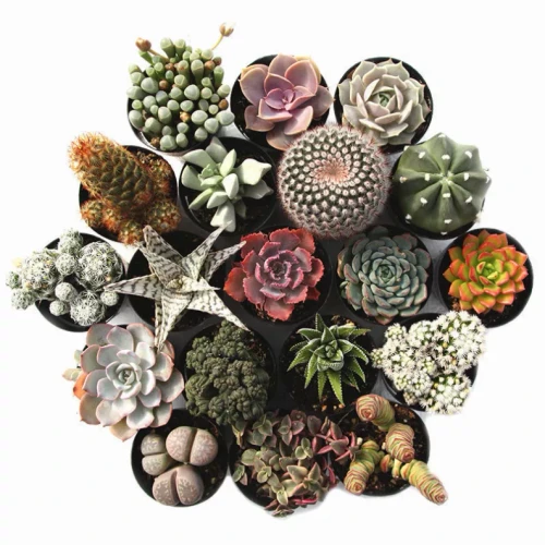Plant Club Collaboration - Succulent Bundle