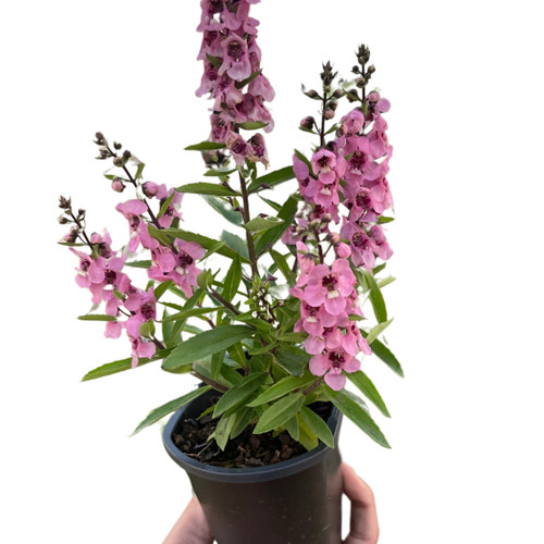 Angelonia