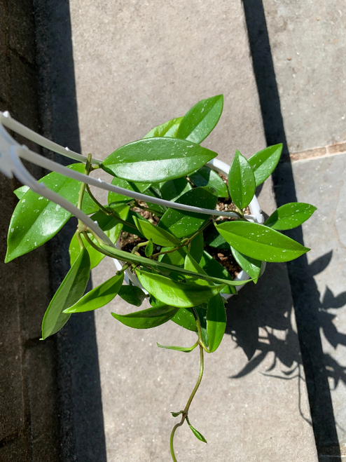 Hoya Pubicalyx Splash House Plant