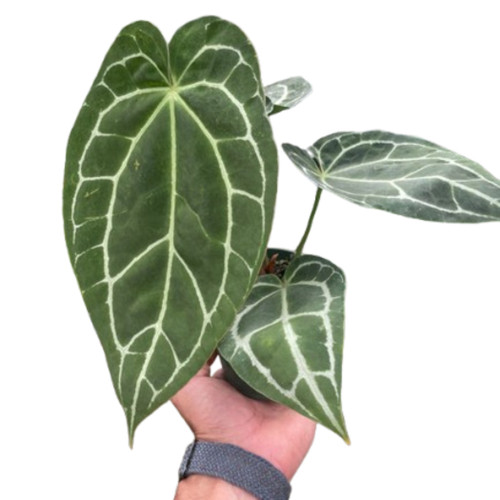 Anthurium Crystallinum
