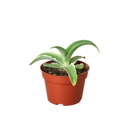 Agave Vilmoriniana