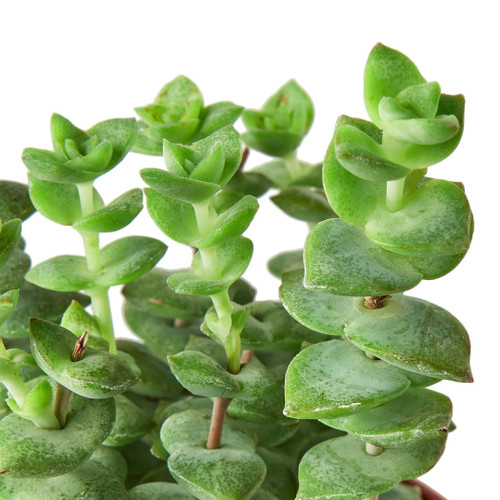 Succulent Crassula 'Jade Necklace'