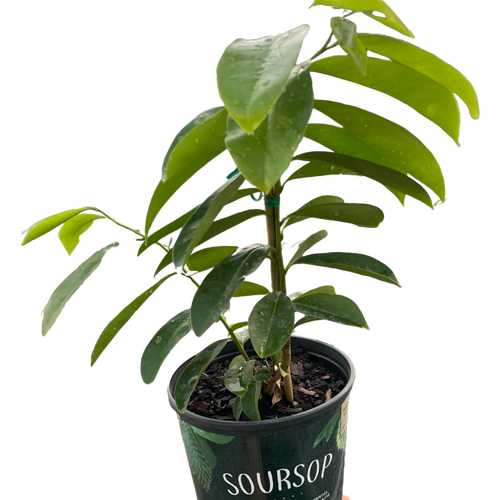 Soursop Tree