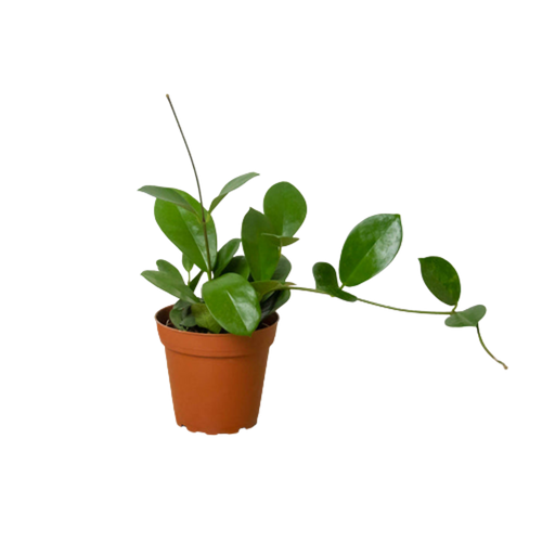 Hoya 'Australis'