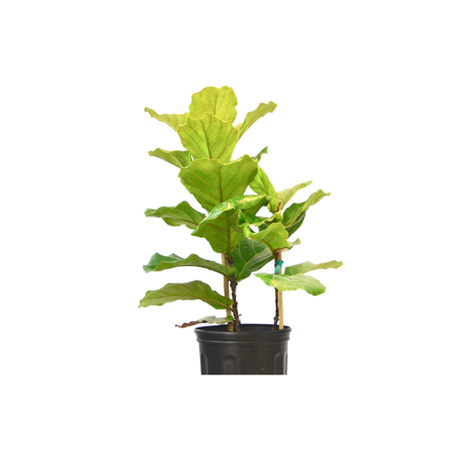 Ficus Lyrata 'Fiddle Leaf Fig' 