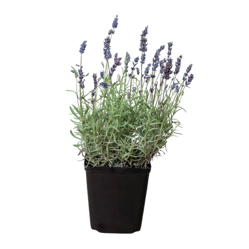 English Lavender - 6" Pot