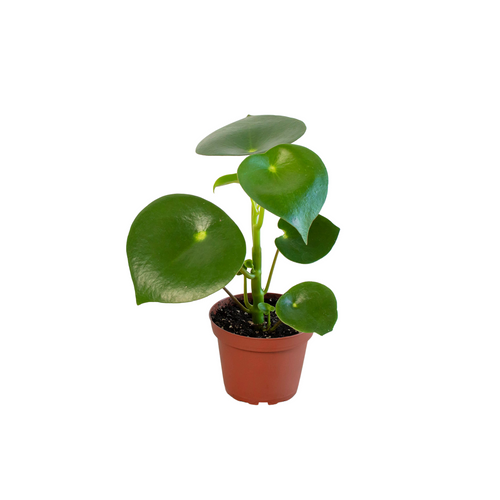 Peperomia 'Raindrop' - 4" Pot