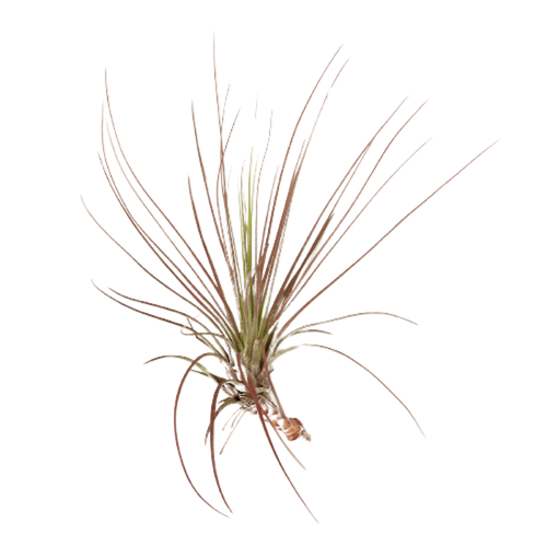 Tillandsia Air Plant Juncifolia Red Hybrid