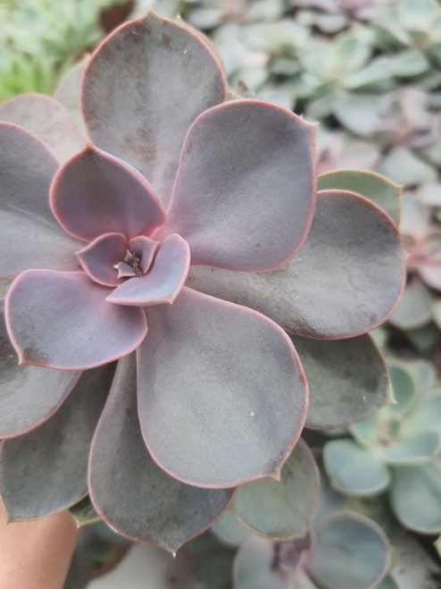 Echeveria Perle Von Nurnberg Succulent Live Plant