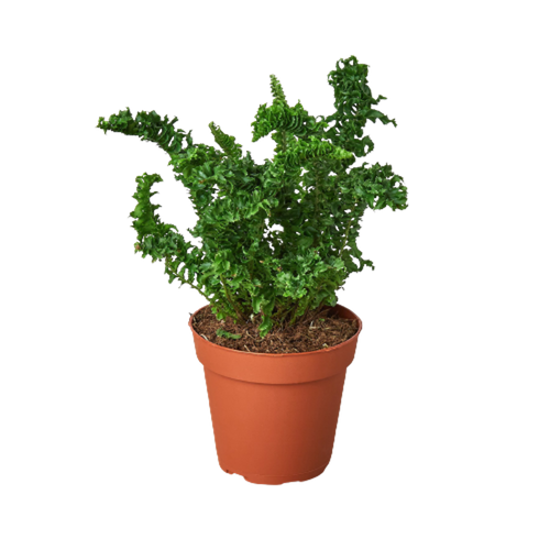 Emina' Fern