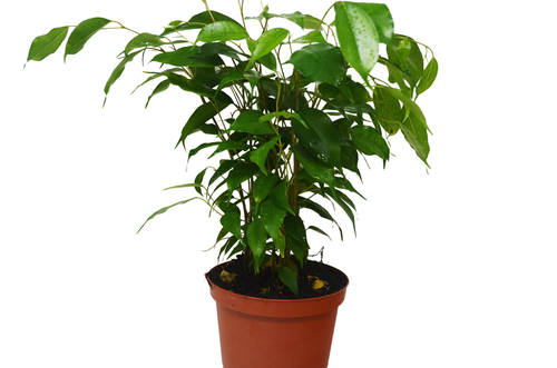 Ficus 'Benjamina' 