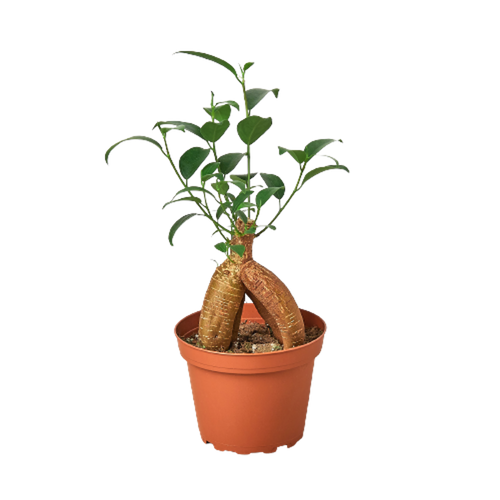 Ficus 'Ginseng'