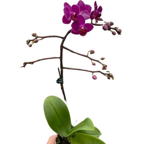 Orchid 'Purple Fucshia Phalaenopsis'